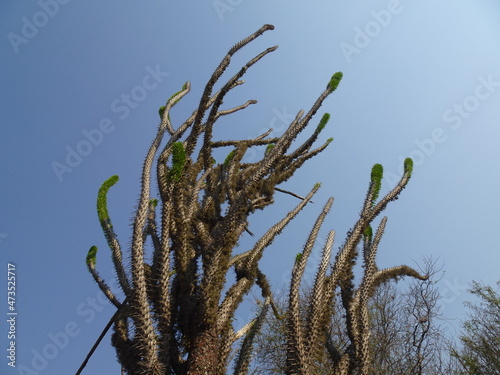 [Madagascar] A plant of the Didiereaceae family that grows toward the blue sky in Arboretum d'Antsokay (Toliara) photo