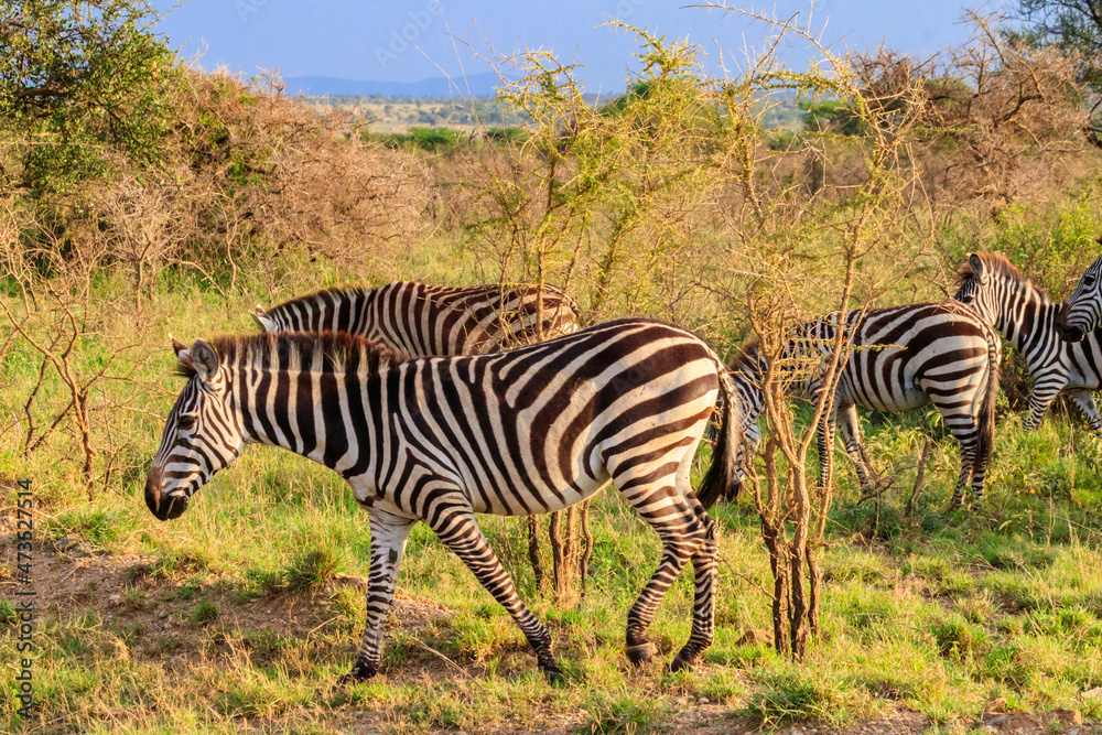 Fototapeta premium Herd of zebras in savanna in Serengeti national park in Tanzania. Wildlife of Africa