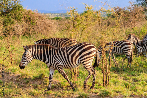 Herd of zebras in savanna in Serengeti national park in Tanzania. Wildlife of Africa