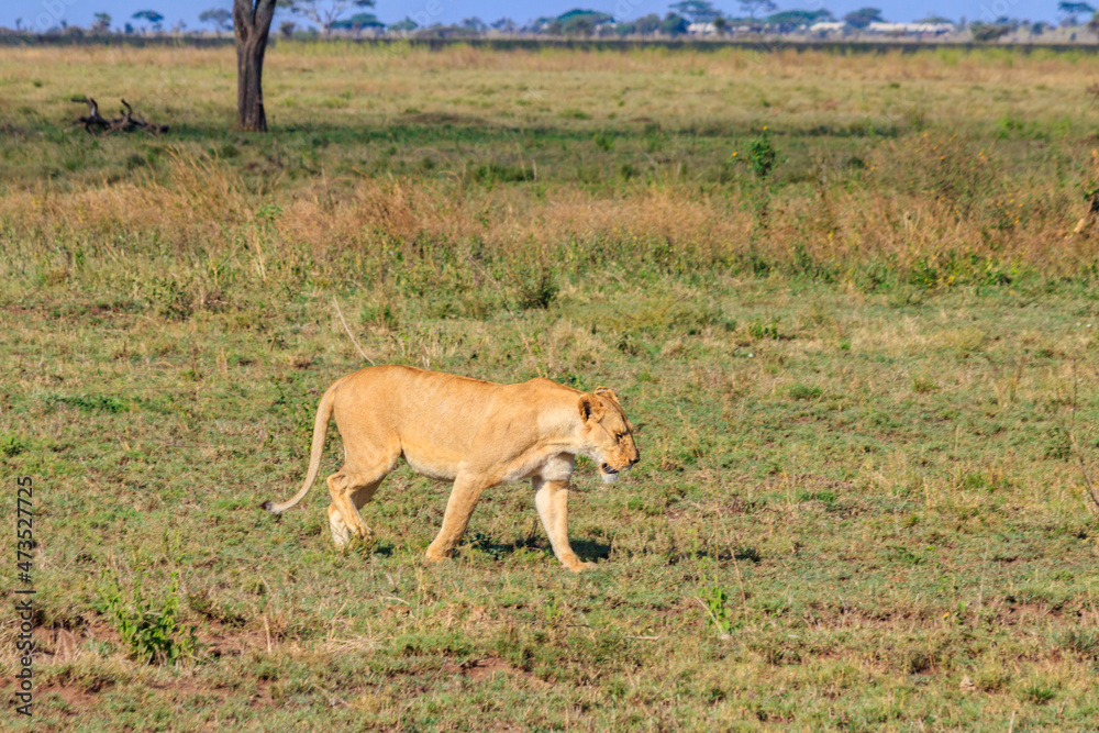 Naklejka premium Lioness (Panthera leo) walking in savannah in Serengeti national park, Tanzania