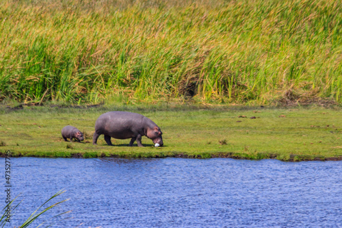 Mother and baby hippo  Hippopotamus amphibius  walking on a lakeshore in Ngorongoro Crater national park  Tanzania