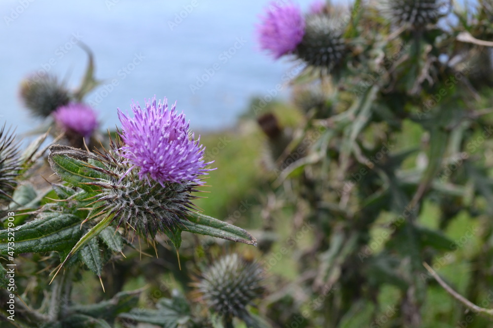 Purple thistles on top of a coastal cliff (Cliffs of Moher, Ireland) Purple thistles on top of a coastal cliff (Cliffs of Moher, Ireland)
