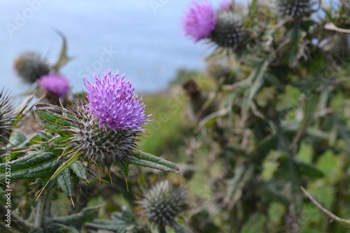 Purple thistles on top of a coastal cliff (Cliffs of Moher, Ireland)