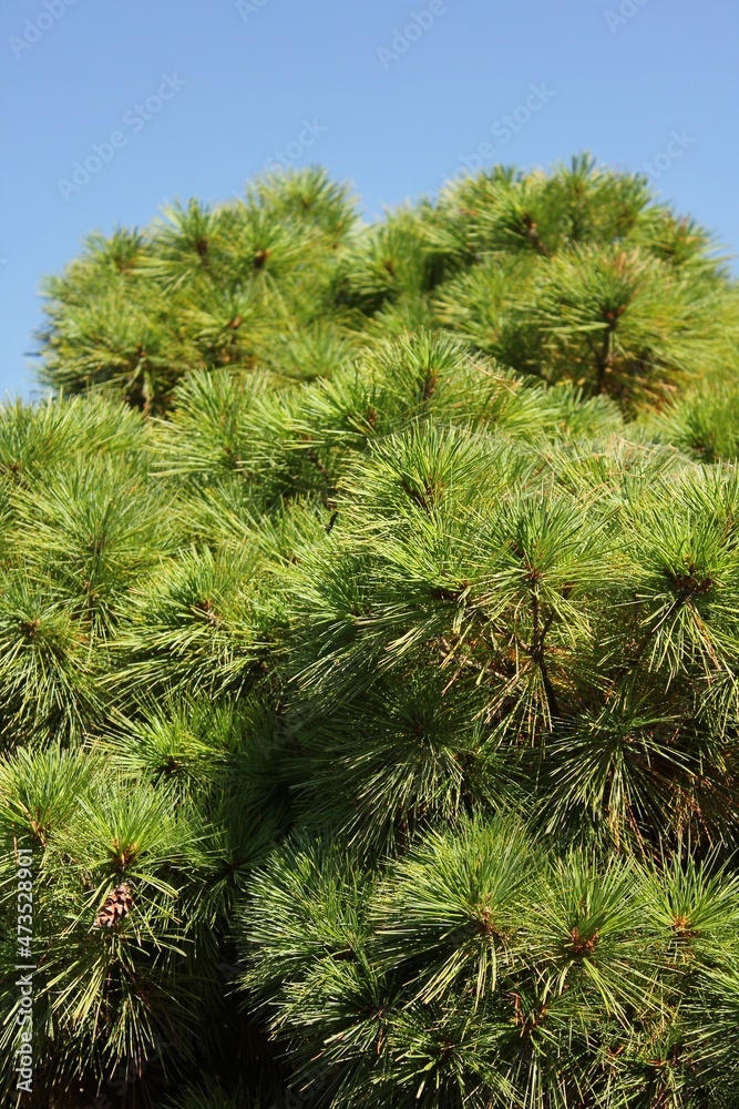 green pine tree green pine tree