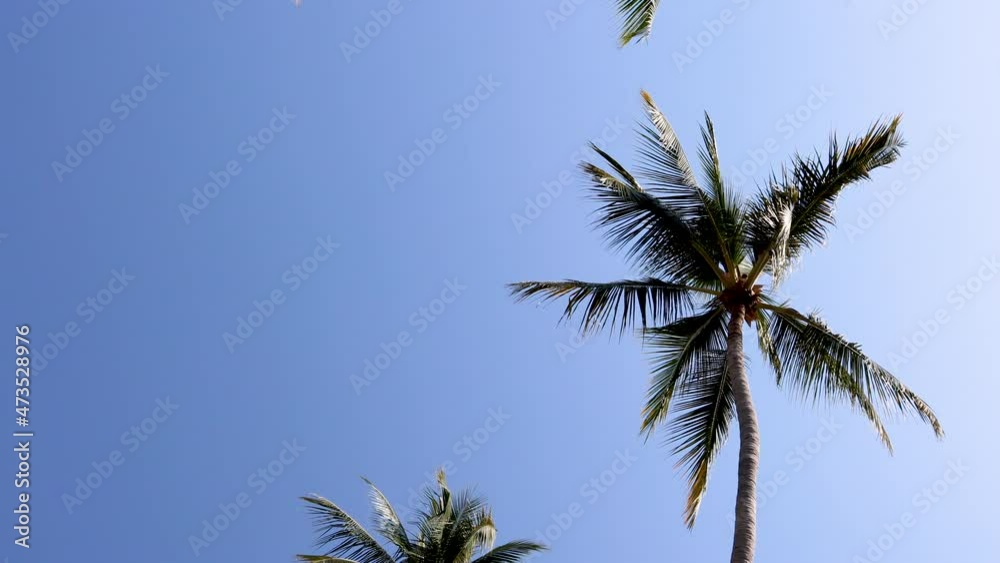 Palm Trees Against a Blue Sky Shot from Below