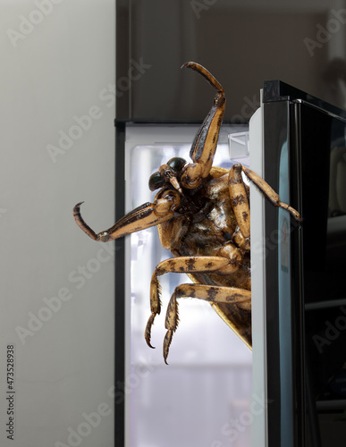 A giant fried Giant Water Bug - Lethocerus indicus peeks out of an open refrigerator door. photo