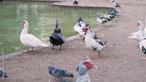 Ducks in Jose Antonio Labordeta public park in Zaragoza, Spain photo