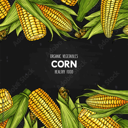 Hand drawn frame with corn. Organic legumes plant drawing with corn cobs and grain