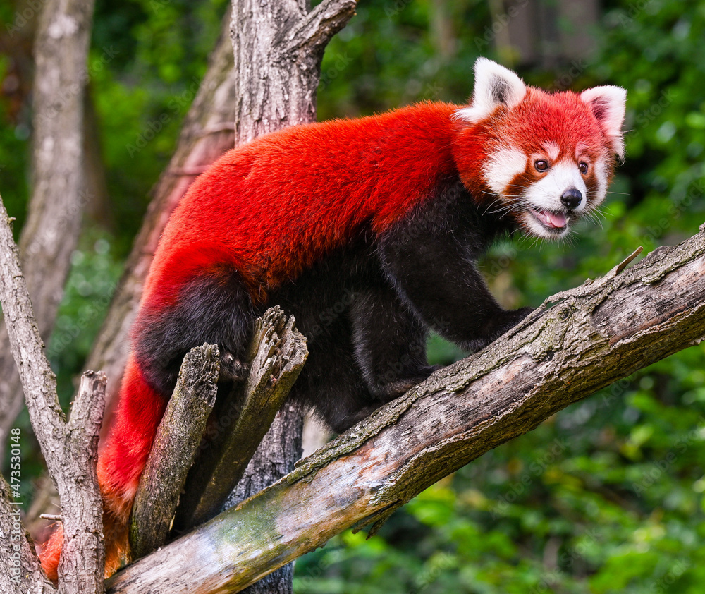 Fototapeta premium Red panda is running over tree branch
