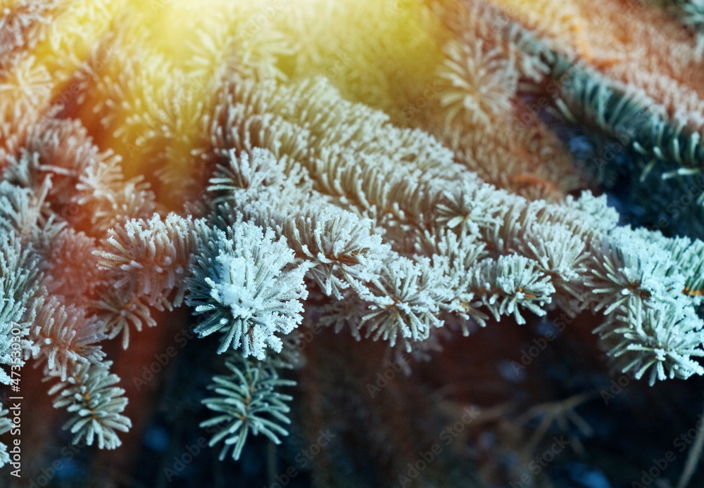 Fototapeta premium Winter frost on spruce tree