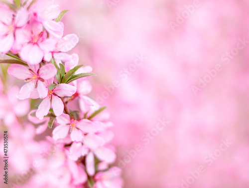Blurred background from delicate pink spring flowers. Selective soft focus