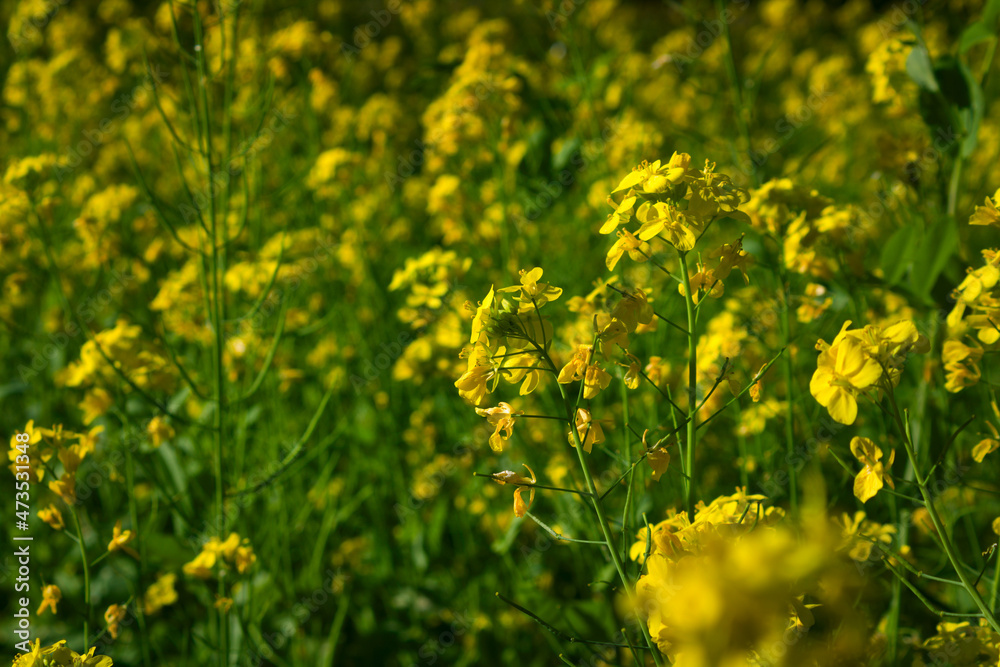 field of beautiful yellow rapeseed. field of beautiful yellow rapeseed.