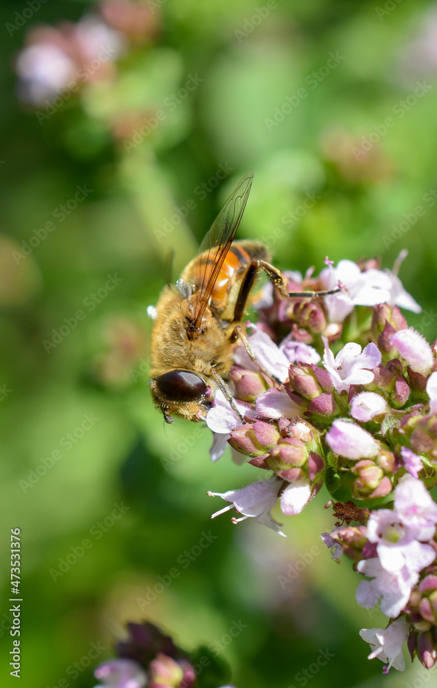 Wildbiene Wildbiene
