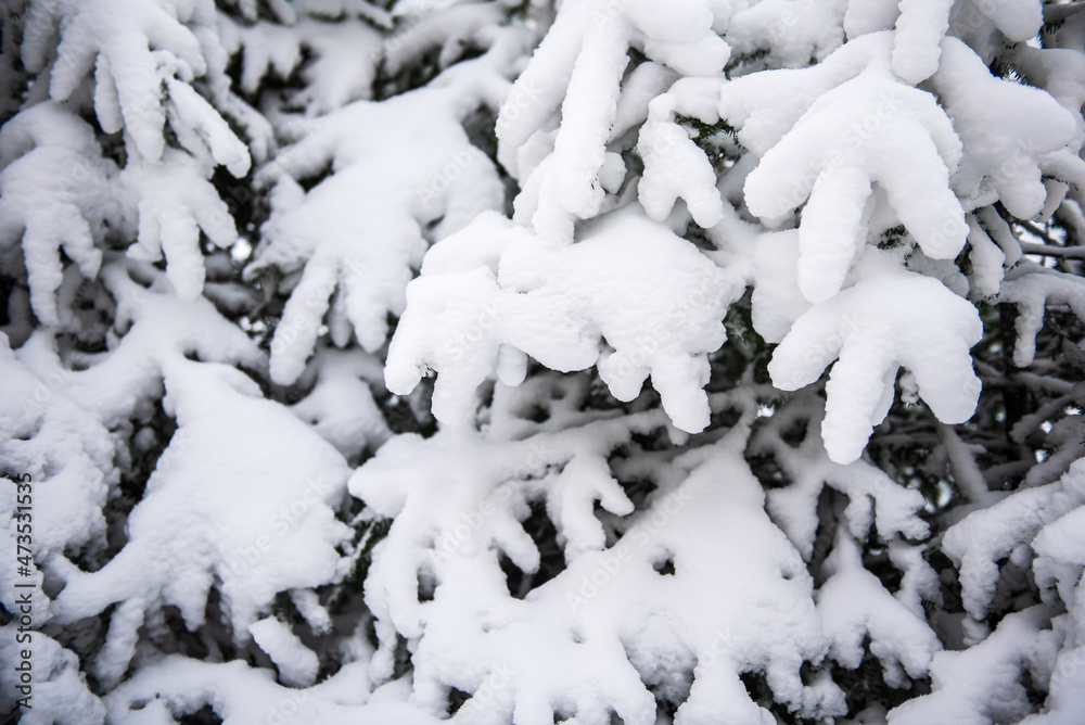 Snowy Christmas tree branches in winter day