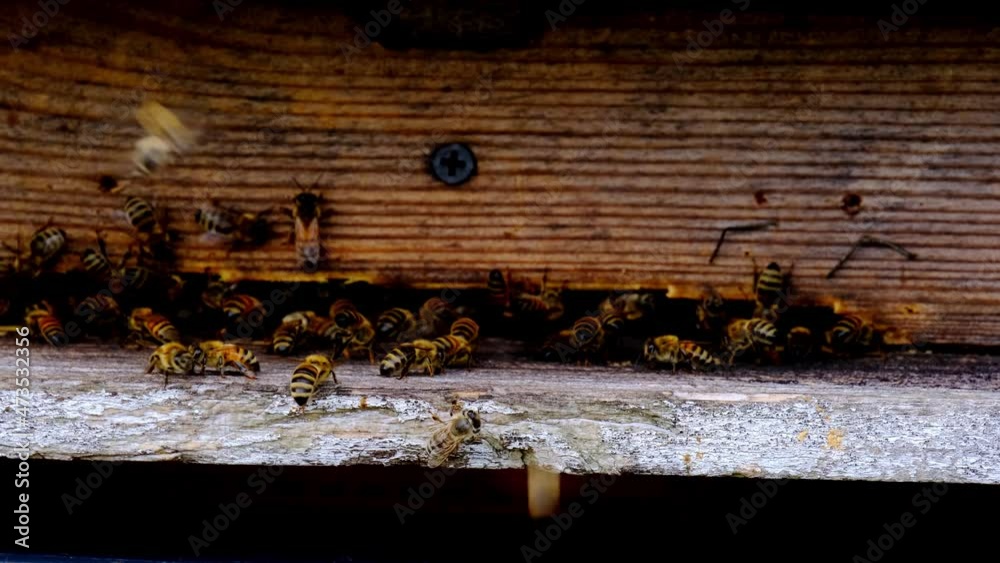 wooden beehives summer, bright sun illuminates the bee houses, insects fly home with the collected honey, concept of beekeeping, getting useful honey, natural ecological product