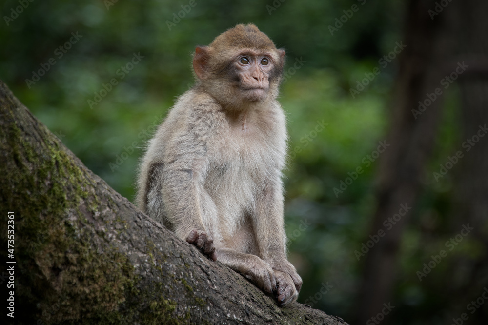 A close up portrait of a young barbary macaque sitting on a tree branch