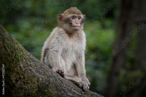 A close up portrait of a young barbary macaque sitting on a tree branch photo