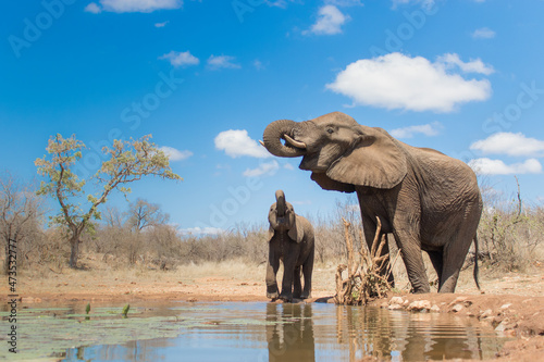 Canvas Print Mother and calf African elephant quenching their thirst at a waterhole, photographed from water level
