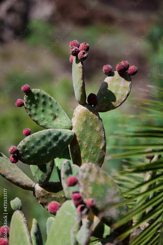 prickly cactus prickly cactus