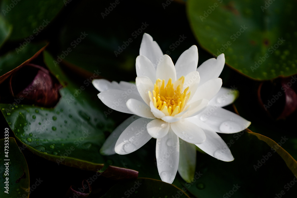 white water lily