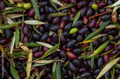 Olives harvest photo