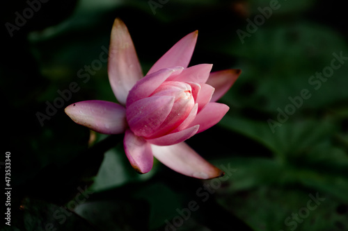 pink water lily