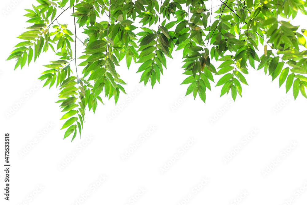 Twigs with beautiful green leaves isolated on a white background. Twigs with beautiful green leaves isolated on a white background.