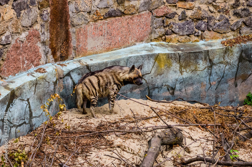 Striped hyena  Hyaena hyaena  on the sand