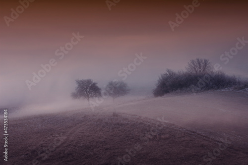 tree on hill foggy morning landscape © andreiuc88