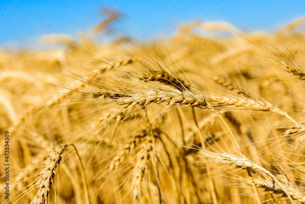 Closeup of the ripe wheat ready for harvest. Agricultural concept Closeup of the ripe wheat ready for harvest. Agricultural concept