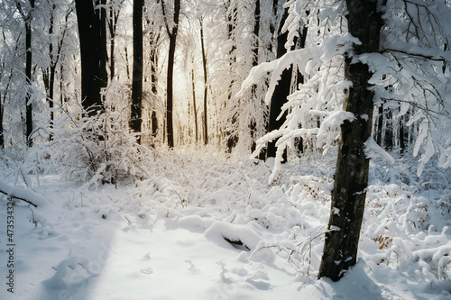 sunset light in snowy fores...