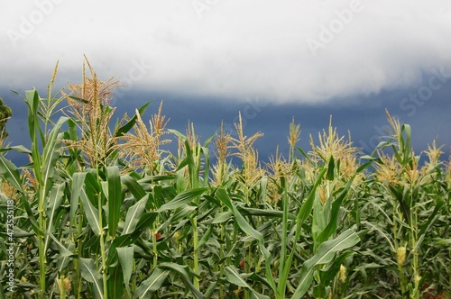 un champs de mais tres bien entretnu au Burkina faso