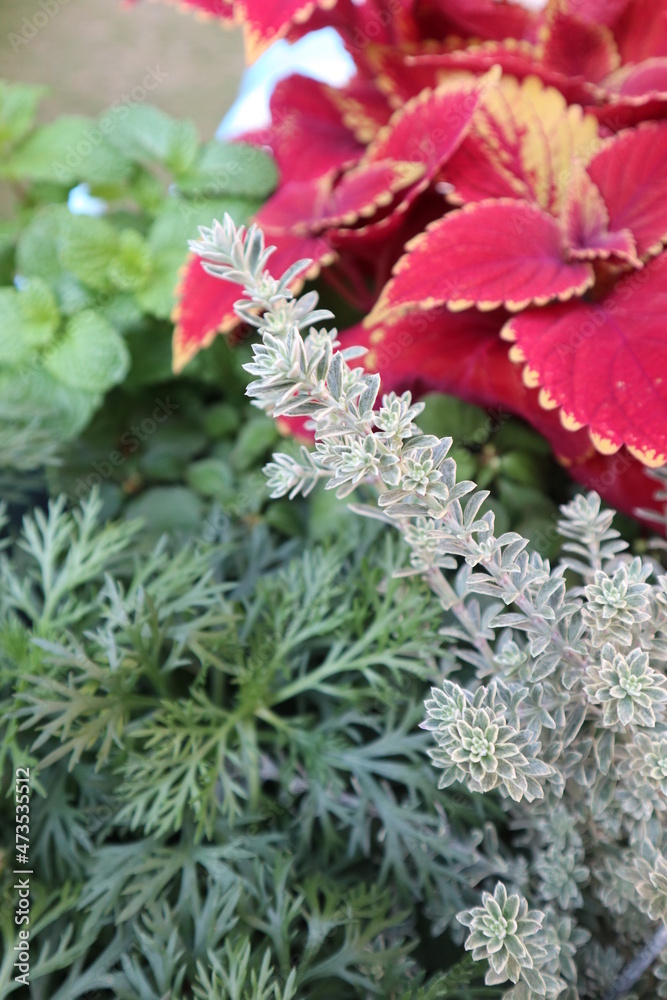 a lot of beautiful leaves of Codiaeum variegatum close-up a lot of beautiful leaves of Codiaeum variegatum close-up
