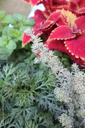 a lot of beautiful leaves of Codiaeum variegatum close-up