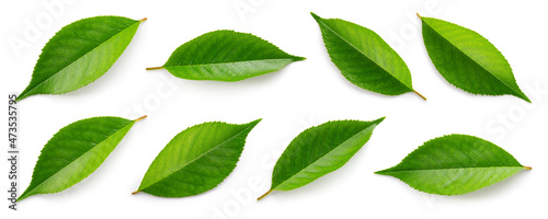 Cherry leaf isolated. Cherry leaves on white top view. Set of green fruit leaves flat lay. Full depth of field.