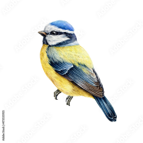 Blue tit bird watercolor illustration. Hand drawn cute tiny titmouse with yellow and blue feathers. Small european bird watercolor element. Blue tit avian on white background