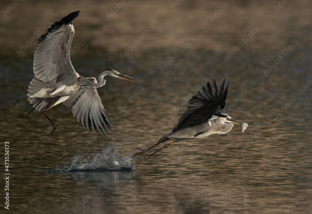 Grey Heron chasing other to snatch the fish from the mouth, Tubli bay, Bahrain Grey Heron chasing other to snatch the fish from the mouth, Tubli bay, Bahrain