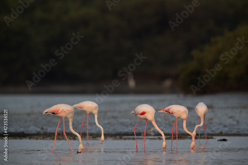 Greater Flamingos feeding at sanad mangrove, Bahrain