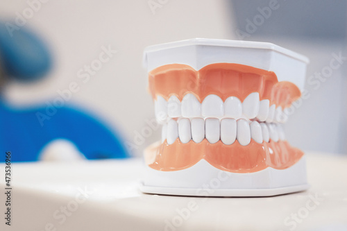 Modern human jaws model on table