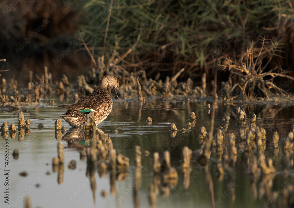 Common Teal preening at Asker marsh, Bahrain Common Teal preening at Asker marsh, Bahrain