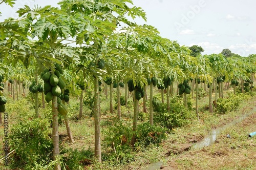 un champs de papaye nature à bagré au Burkinafaso 