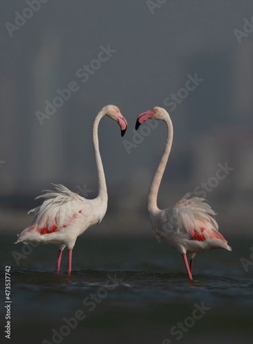 A pair of Greater Flamingos at Eker creek in the morning hours, Bahrain