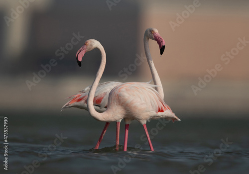 A pair of Greater Flamingos at Eker creek in the morning hours, Bahrain
