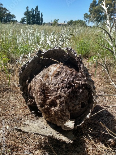 stump in the woods