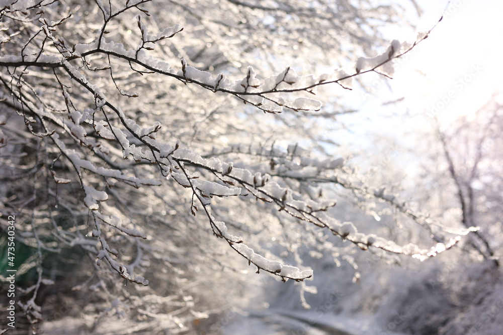 snow covered tree snow covered tree