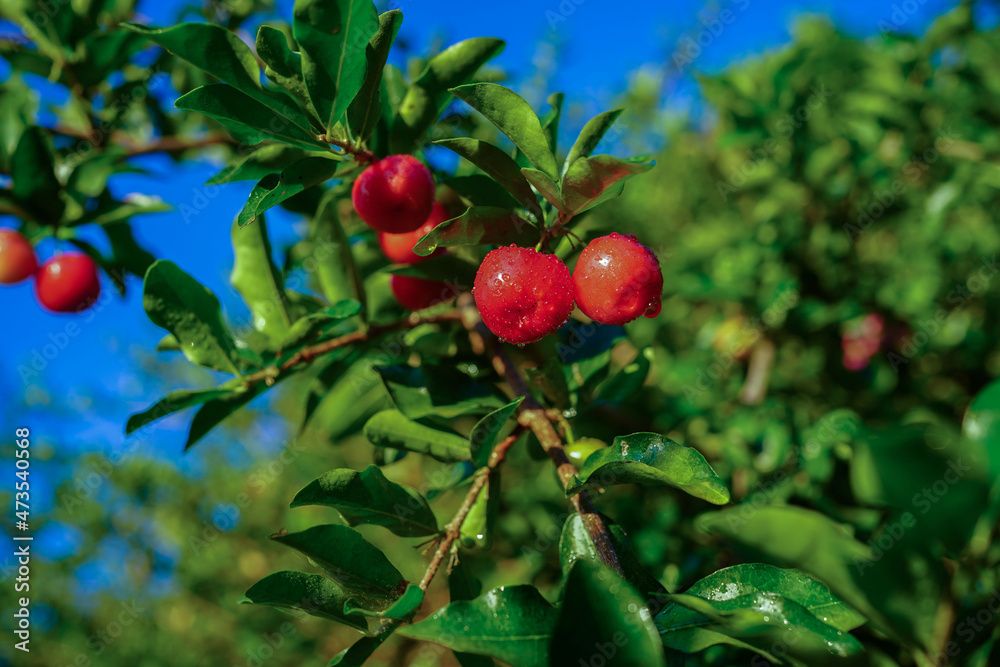 Acerola cherry on the tree with water drop, High vitamin C and antioxidant fruits. Fresh organic Acerola cherry on the tree.