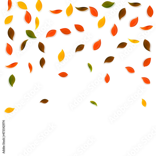 Falling autumn leaves. Red  yellow  green  brown r