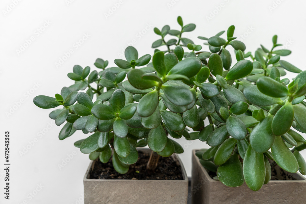 A green succulent in a grey concrete pot standing on the black table A green succulent in a grey concrete pot standing on the black table