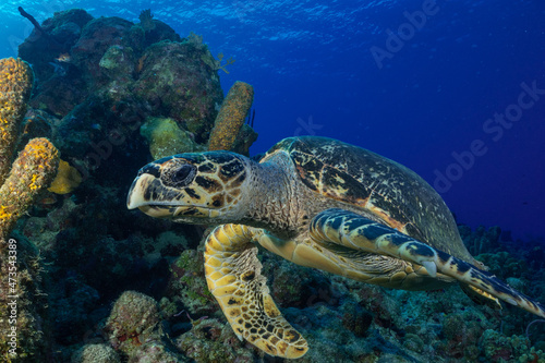 A close up shot of a hawksbill turtle above some healthy coral on the tropical reef in Grand Cayman. This gentle creature is at home in this natural wild habitat