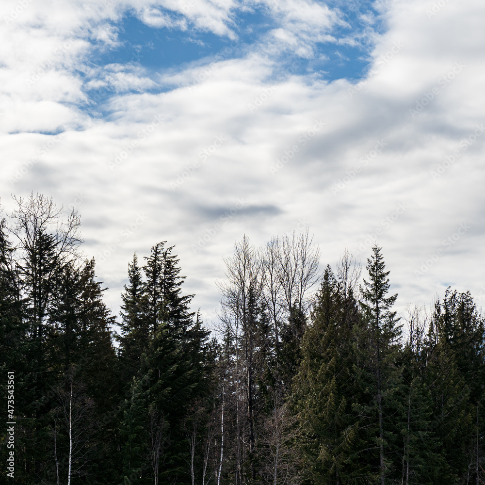 dried and felled trees in a coniferous forest in early spring on a sunny day with cloudy sky dried and felled trees in a coniferous forest in early spring on a sunny day with cloudy sky